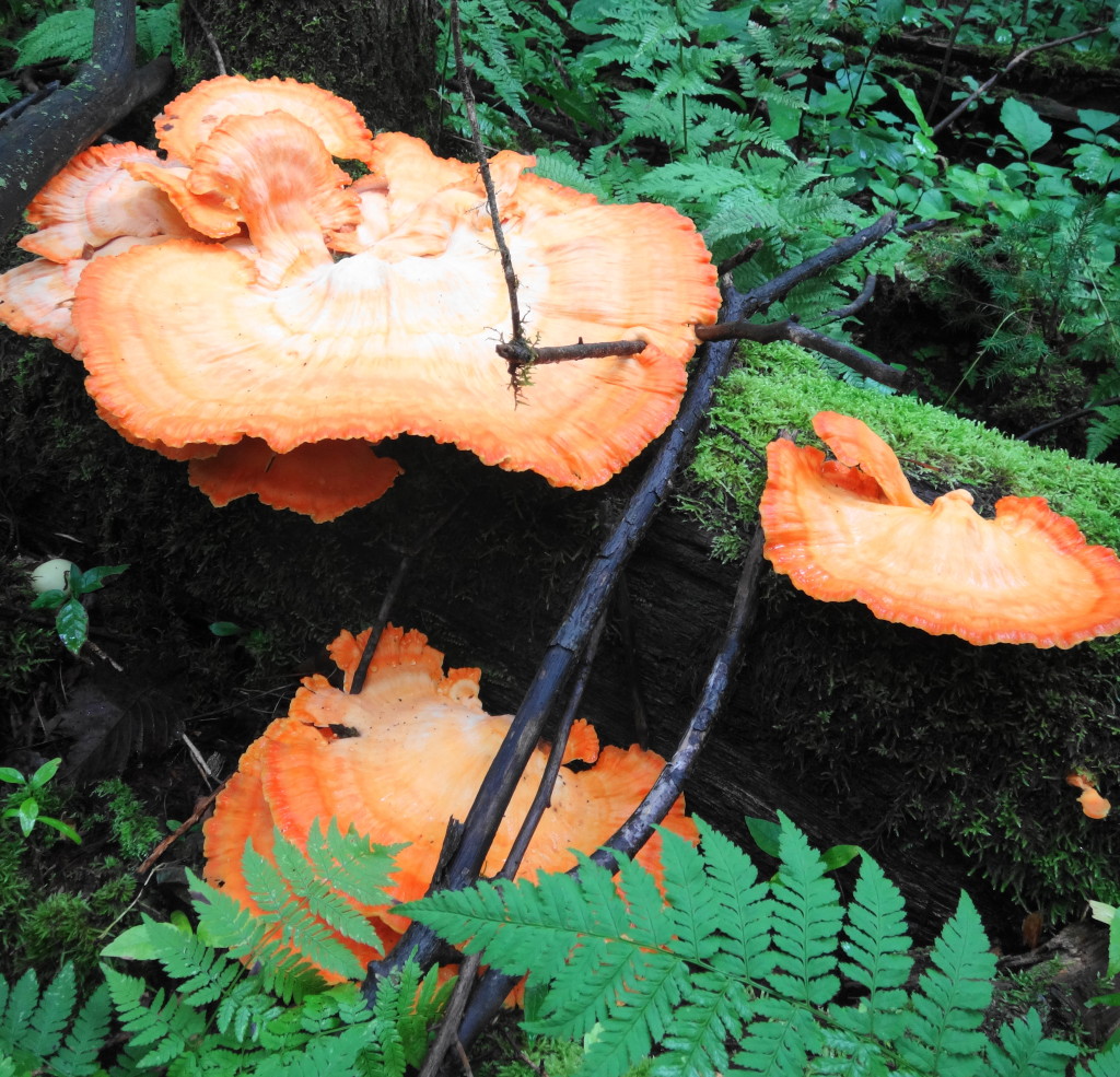 A Large, orange shelf fungi, known as chicken of the woods, grows from a mossy log in a damp forest.