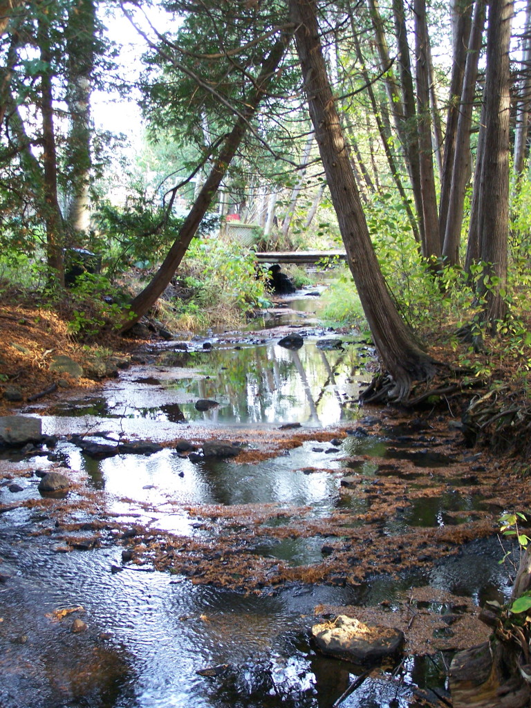 A shallow creek runs under the shade of leaning cedar trees