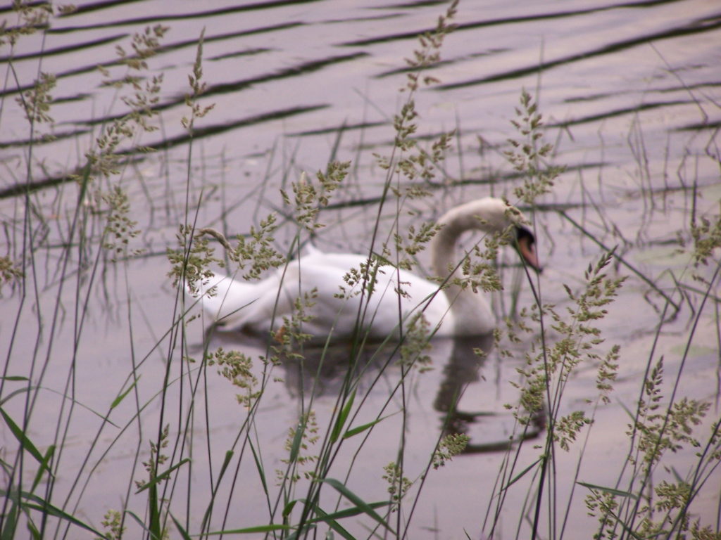 A slightly out-of-focus swan floats on the river behind a screen of tall grass.