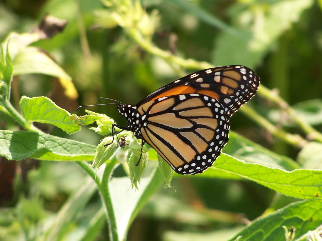 A monarch butterfly with raised wings perches on the green flowers of a plant