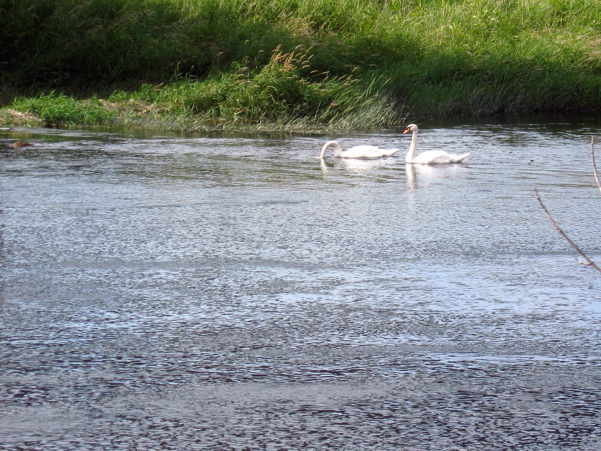 A pair of Royal swans swim along the far, green shore of the Rideau River.