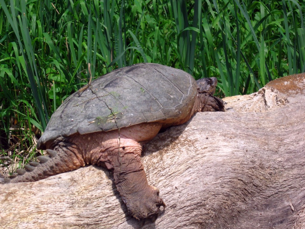 An enormous snapping turtle basks on a whitened log, her clawed, rear leg dangling toward the water.