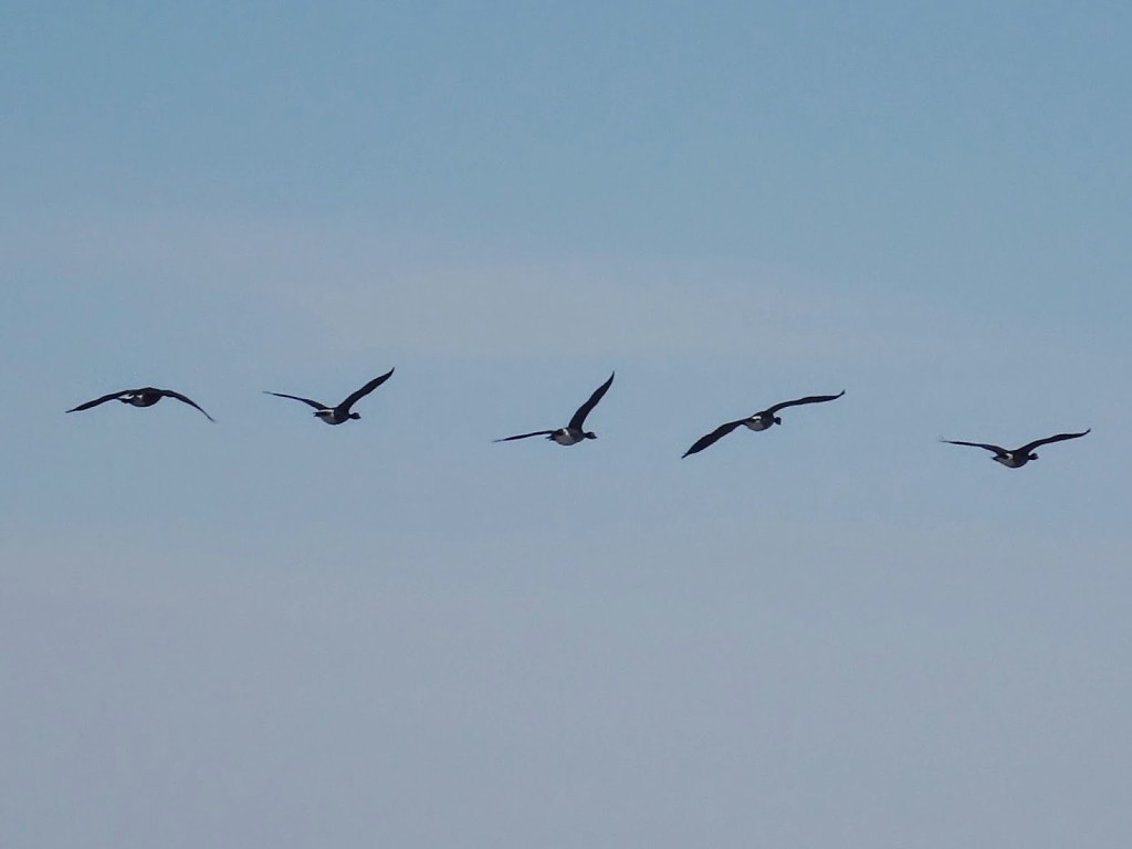 A small flock of Canada geese flies overhead