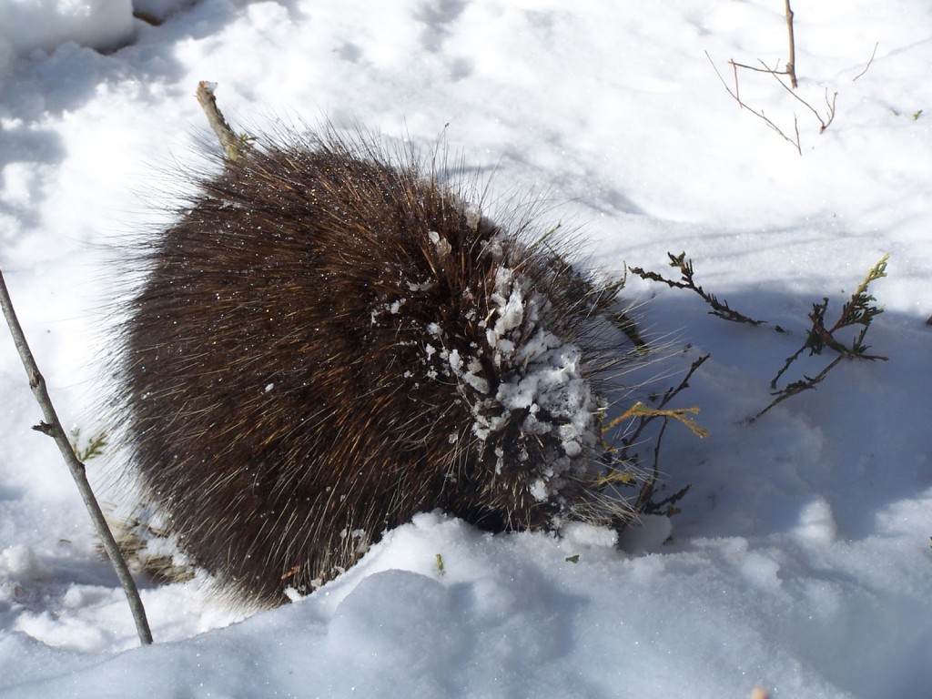 A snowy porcupine munches on twigs on a warm, winter day in the South March Highlands