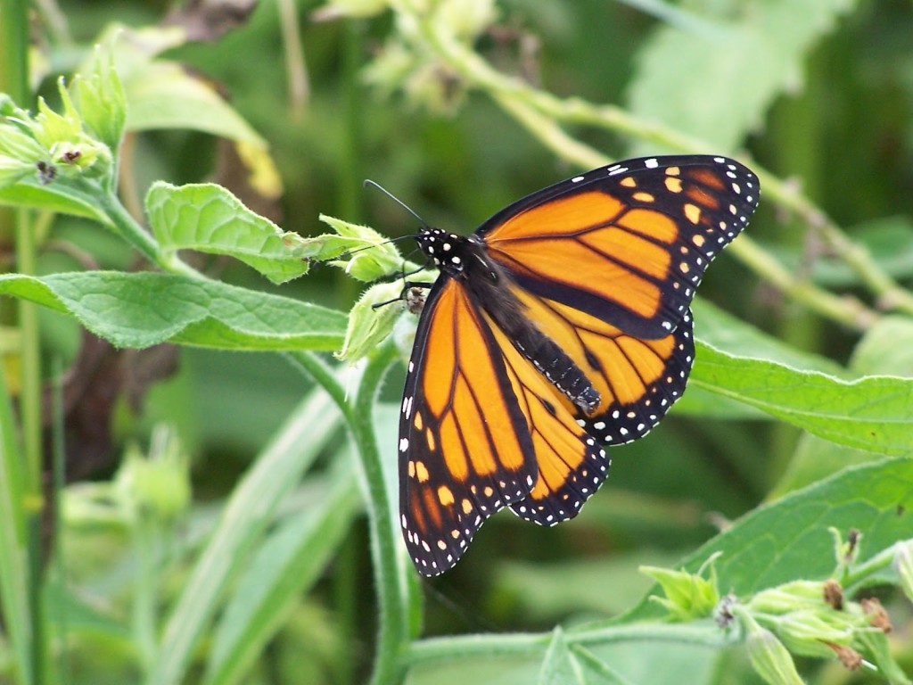 A monarch butterfly with spread wings feeds on the green flowers of a plant
