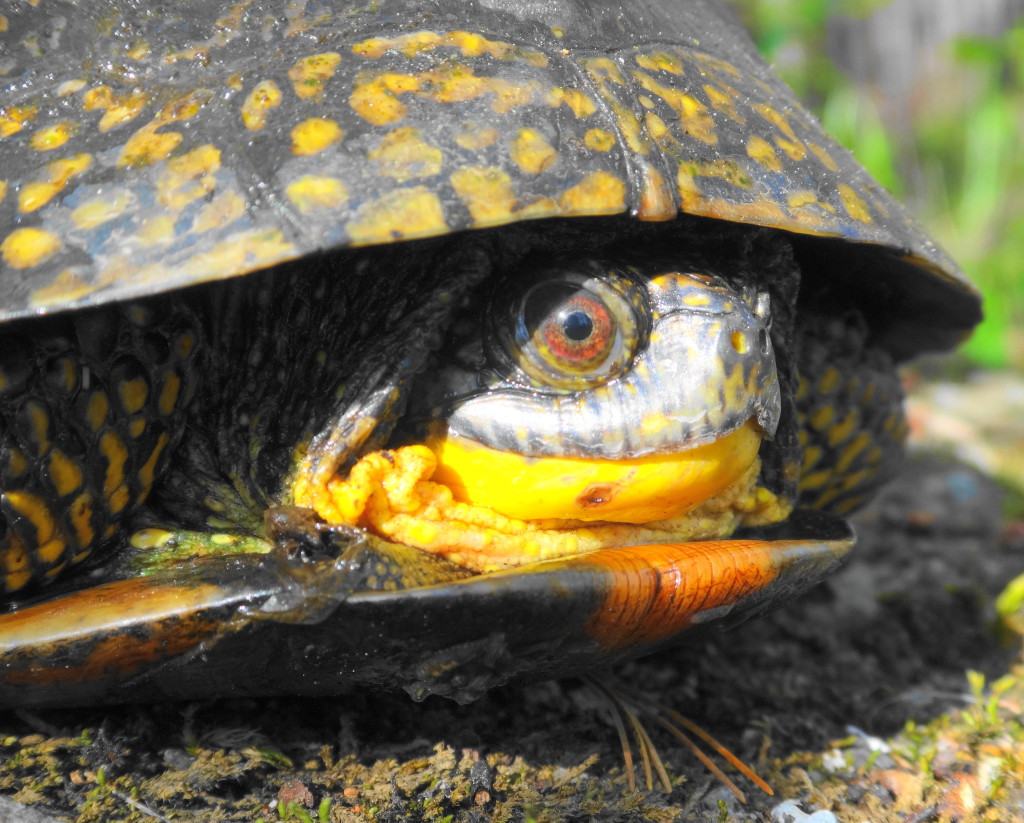 A close-up photograph of the head of a Blanding's turtle basking in the Carp Hills
