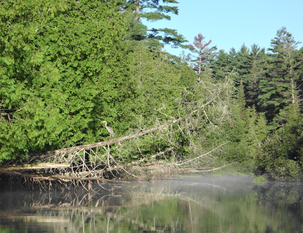 A great blue heron perches on a dead cedar leaning far out over a calm stream.