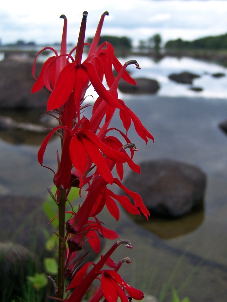 A close-up photograph of scarlet, Cardinal flower blossoms against an out of focus background of the Ottawa River and shoreline.