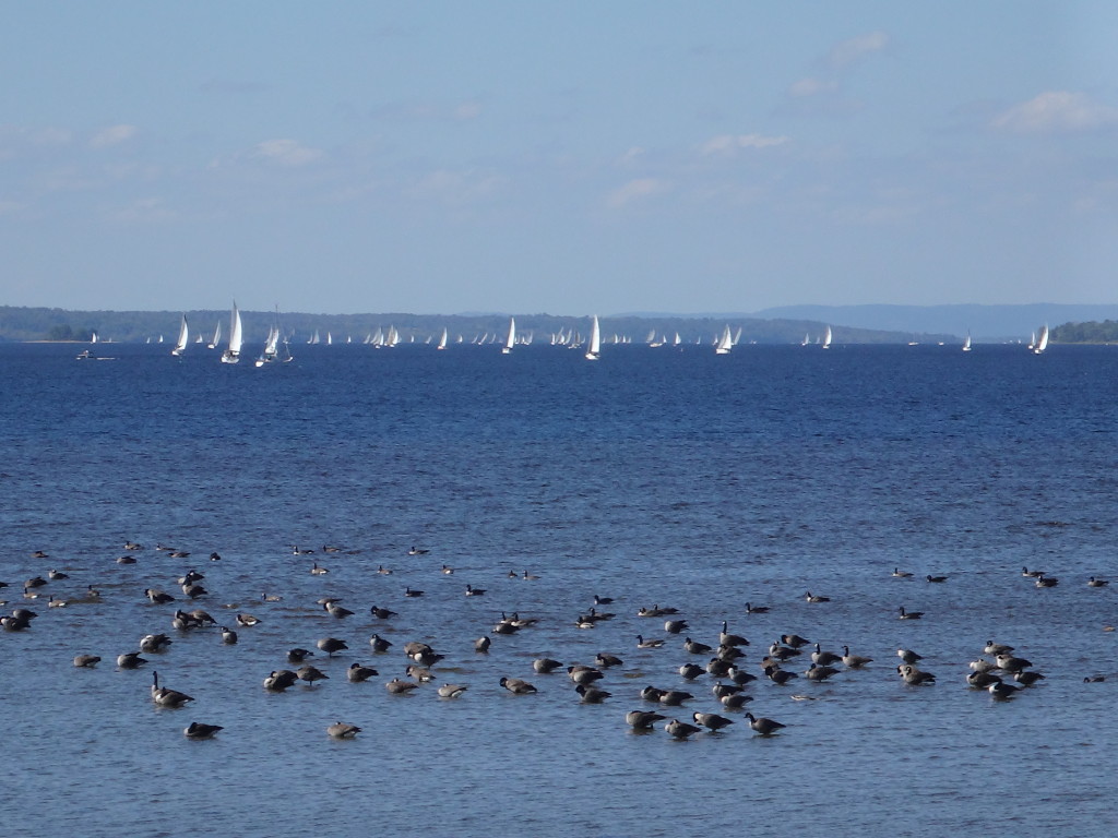 Canada geese rest in the shallows of Lac Deschenes on the Ottawa River, while dozens of white-sailed boats race in the distance