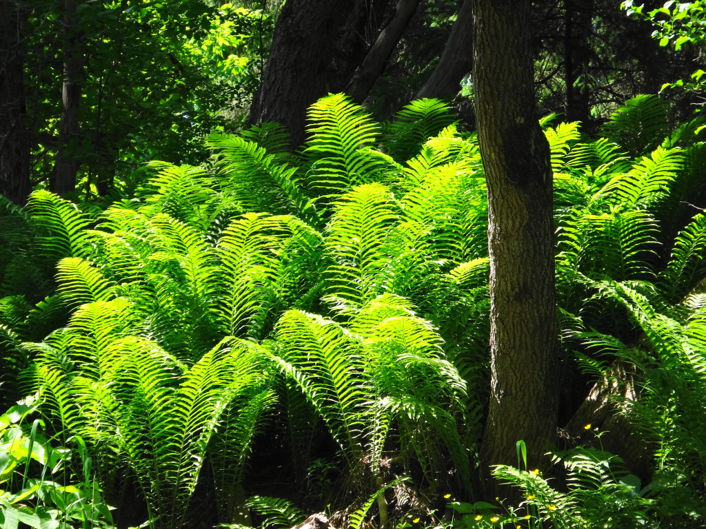 A dense patch of Ostrick Fern glows in a beam of sunlight that has penetrated the dark swamp along Cody Creek.