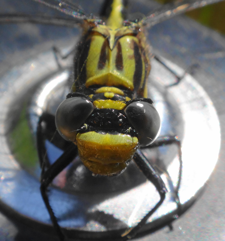 A closeup of the face of the Lilypad Clubtail.