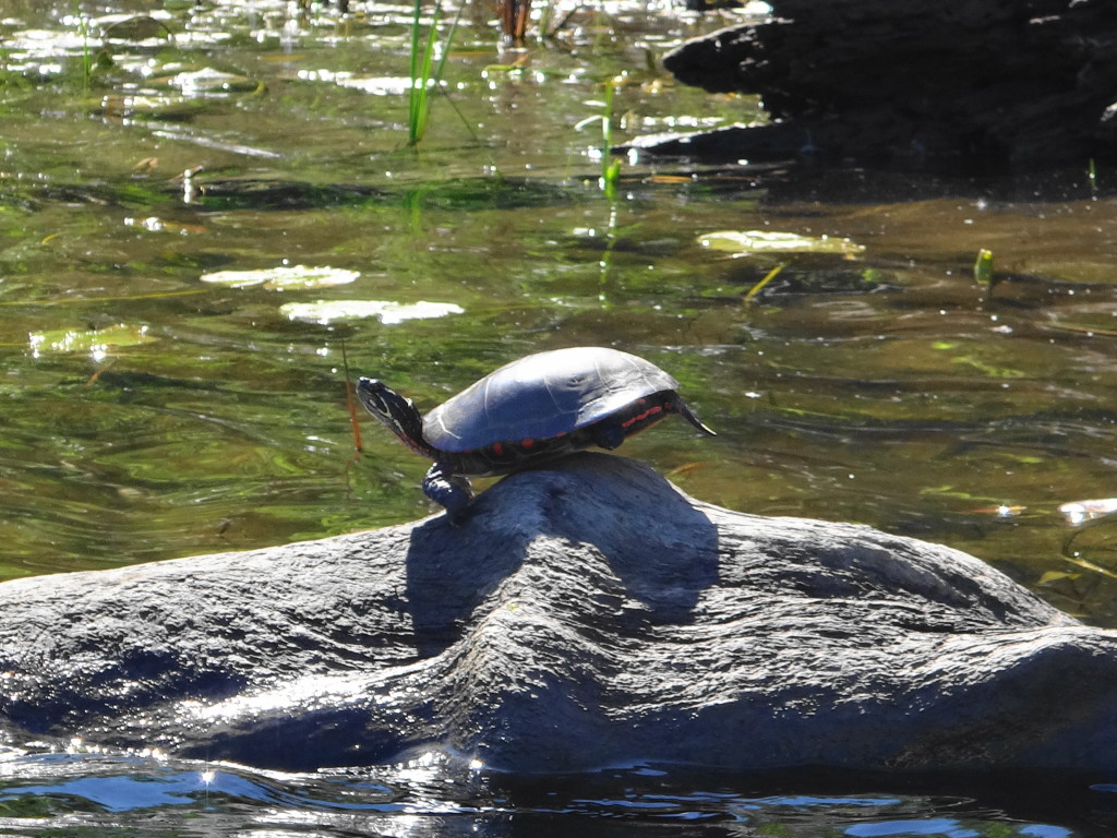 A painted turtle balances on knot on a floating log in the Mississippi River, Ontario