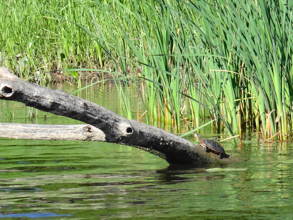 Another Painted Turtle basks on a log beside a bed of cattails.