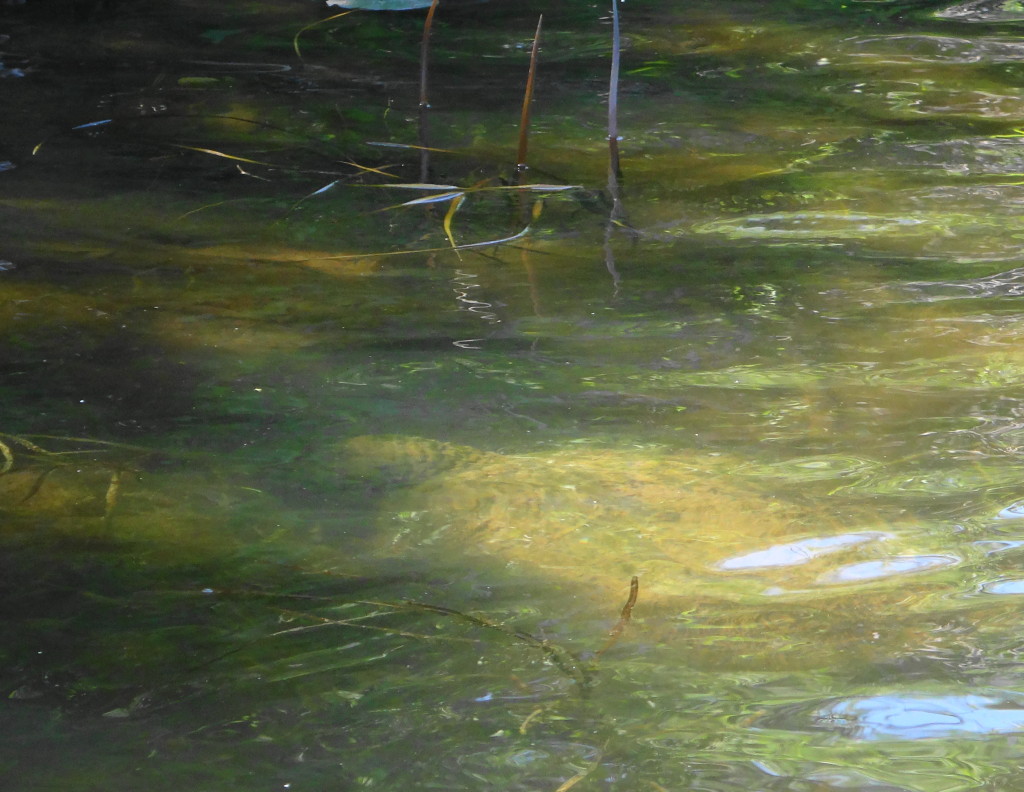 The vague shape of a large snapping turtle can be seen under the water.