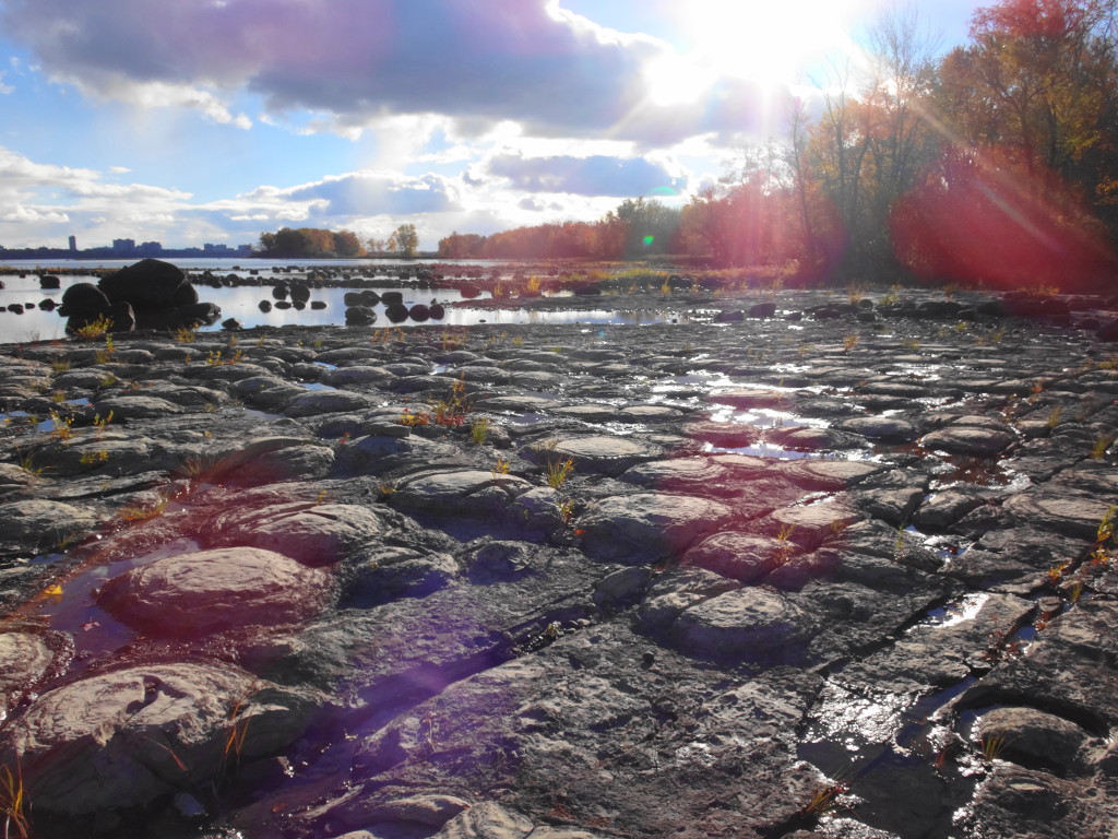 A low angle view across the cobbled bed of stromatolites, with the river, shoreline and a sun flare in the background.
