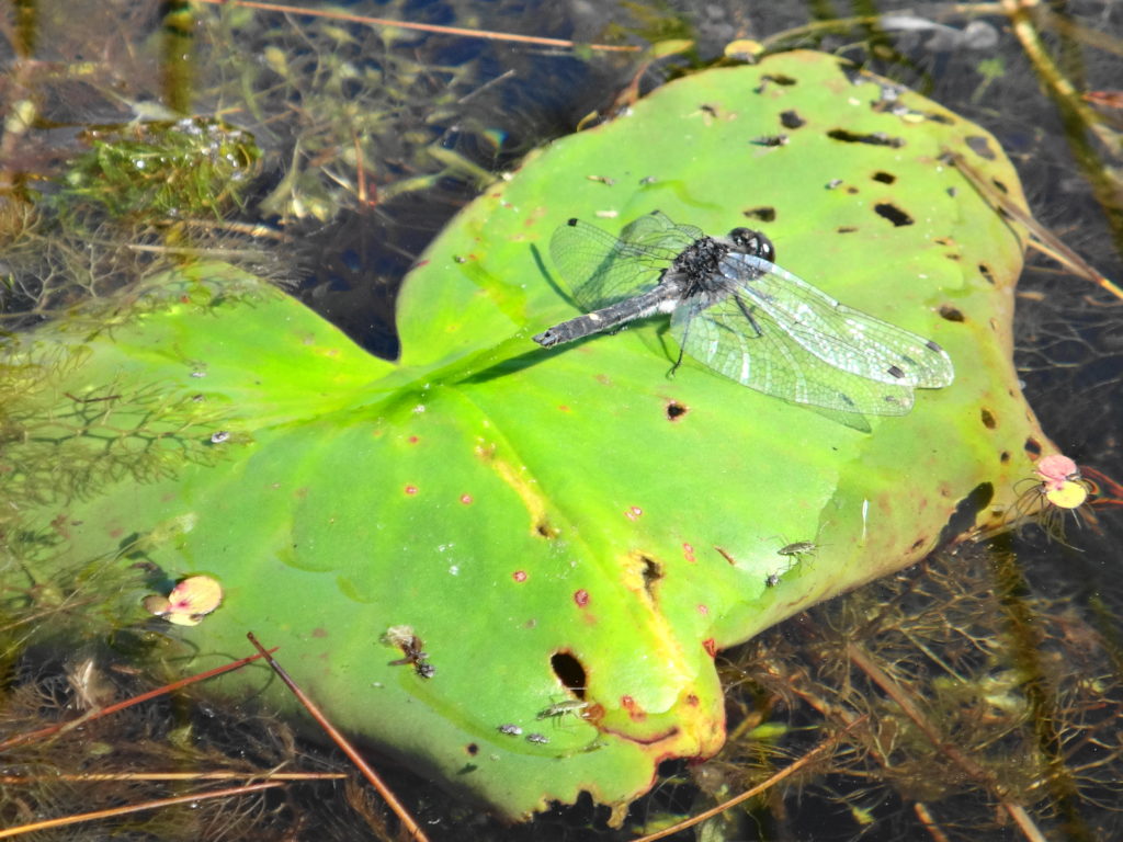 A dot-tailed whiteface dragonfly rests on a lilypad.