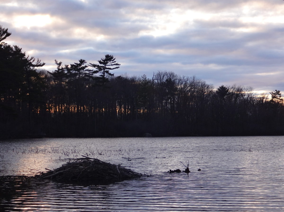 In the dusk light, a beaver lodge is silhouetted against the grey lake water, with a pine-covered shoreline in the background.