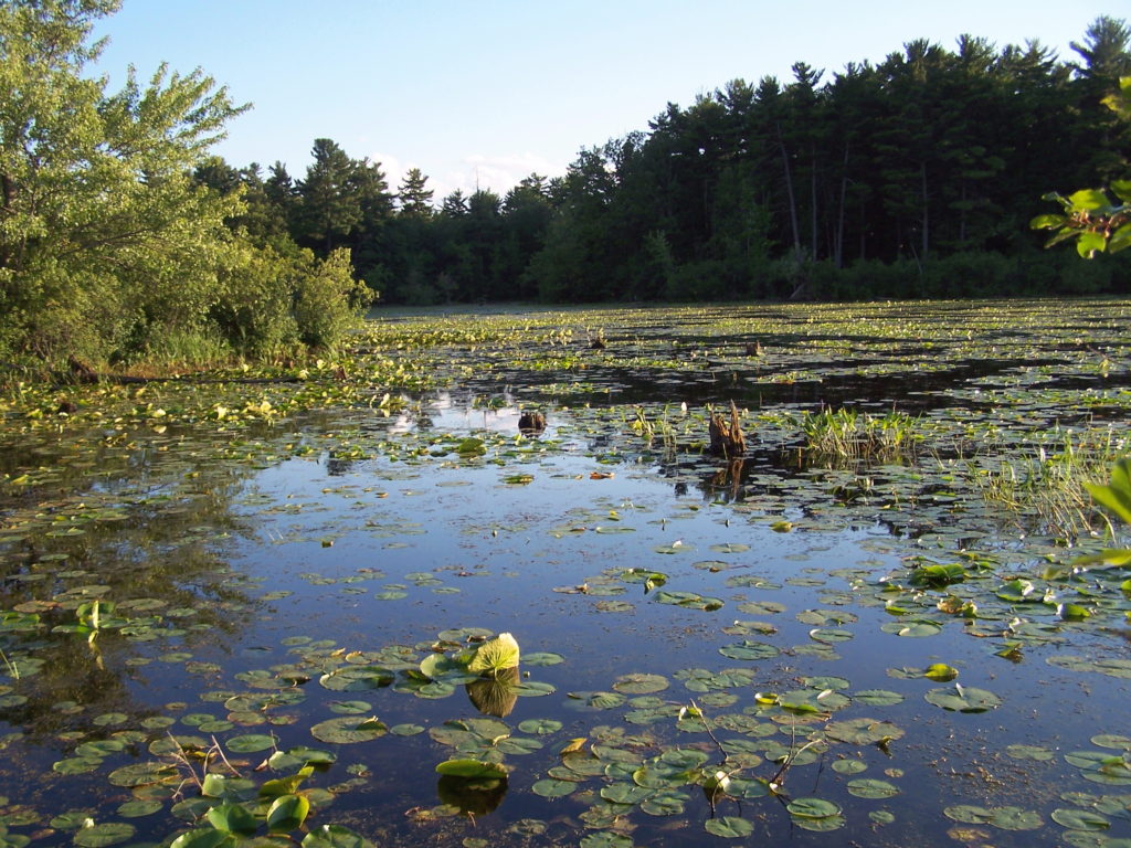 Peaceful Mud Lake lies under a blue, summer sky, with a yellow pond-lily in bloom in the foreground.