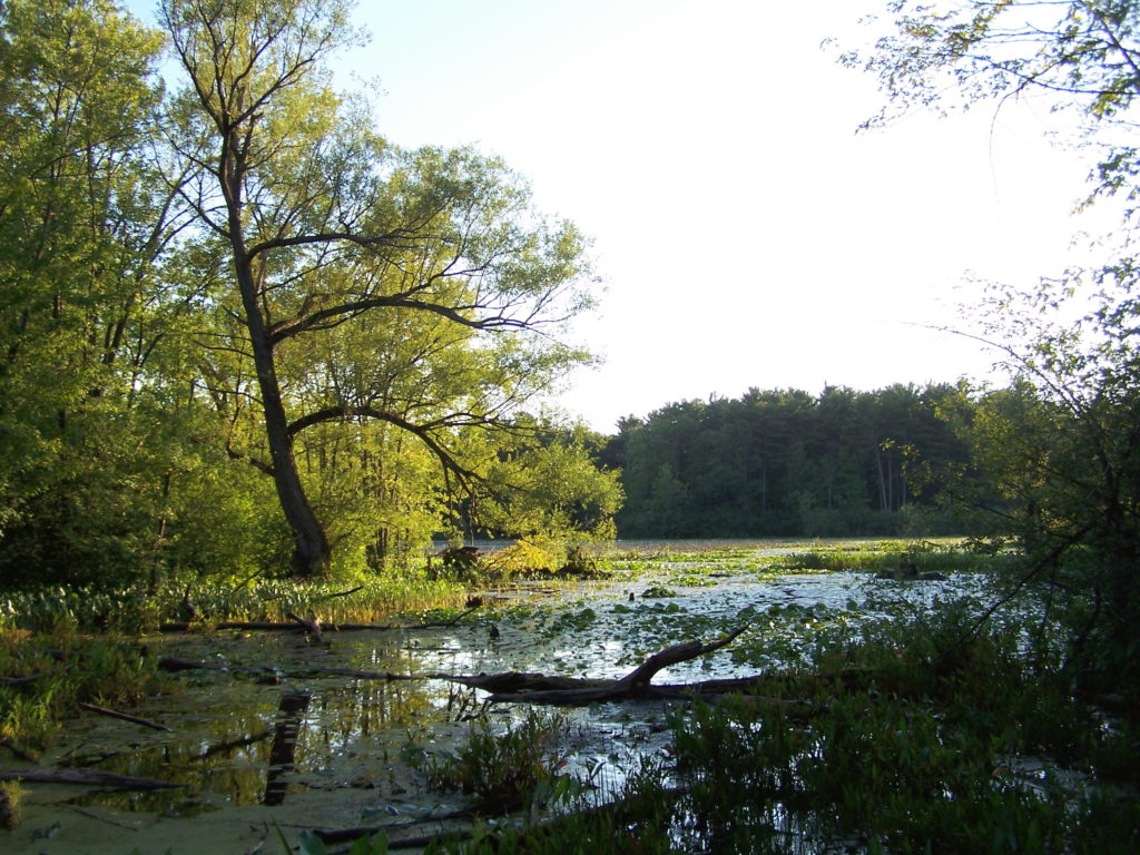 A quiet back bay of lilypads and shoreline trees at Mud Lake.