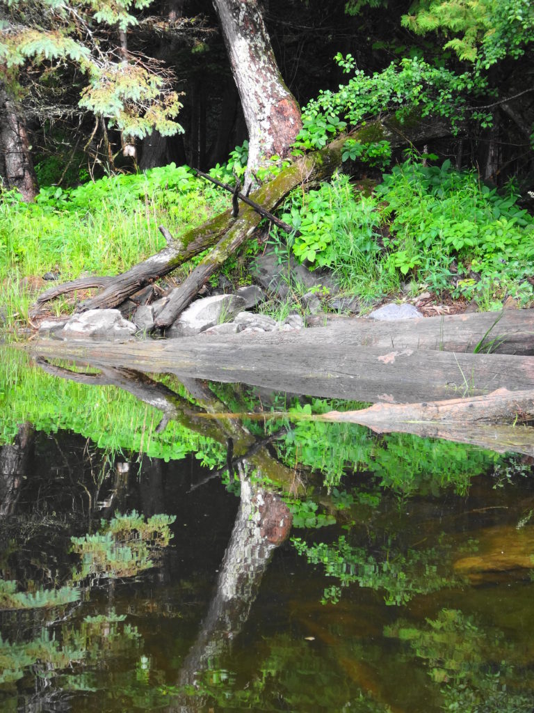 A log, ferns and rocky shoreline reflect in the water of the Snye River.