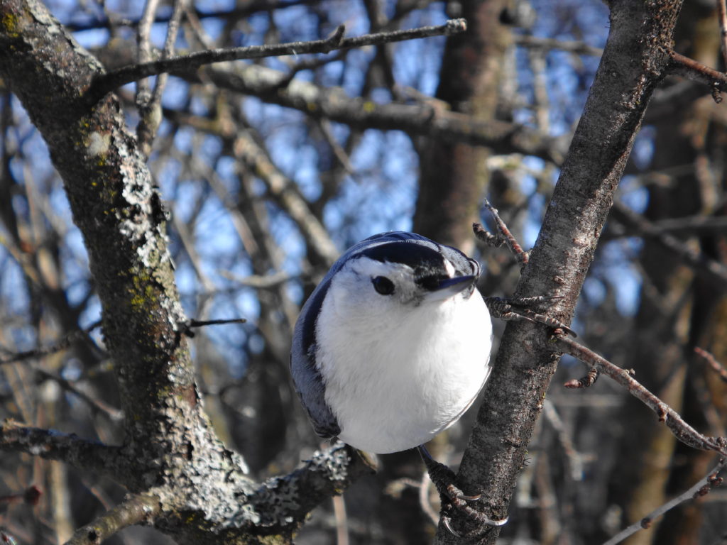 A white-breasted nuthatch perches on a twig at Mud Lake