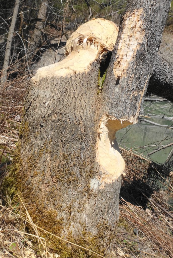 A beaver has chewed through one trunk of a large, multi-stemmed tree, and cut most of the way through the other stem.