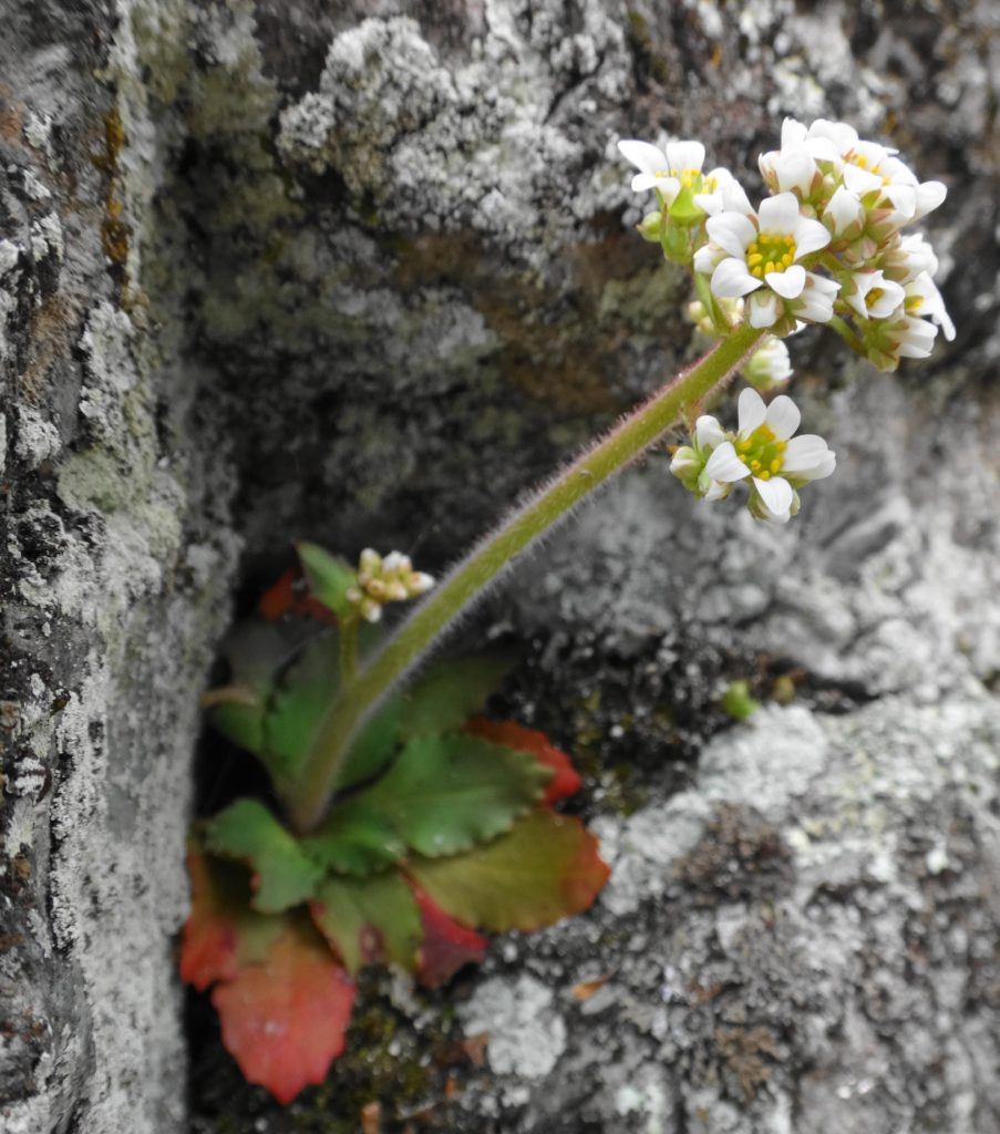 An early saxifrage blooms in a cluster of white flowers, emerging from a rosette of leaves clinging to a crevice in bare rock.