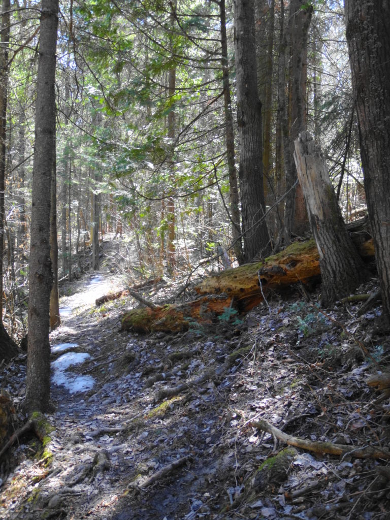 A narrow footpath runs under the trees deep in the Bilberry Creek Ravine.