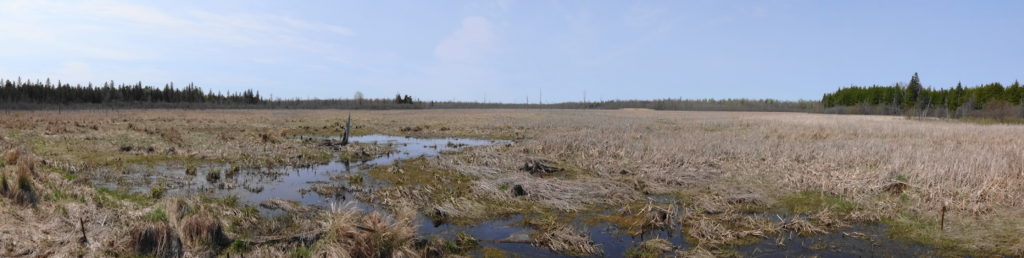 A panorama view of large cattail marsh, the Goulbourn Wetland.