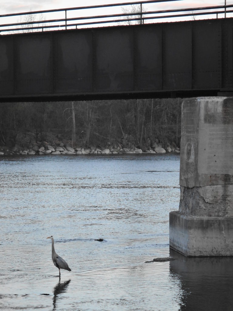 A great blue heron hunts below a bridge over the Rideau River.