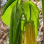 The yellow bloom of large flowered bellwort droops from its limp leaves.