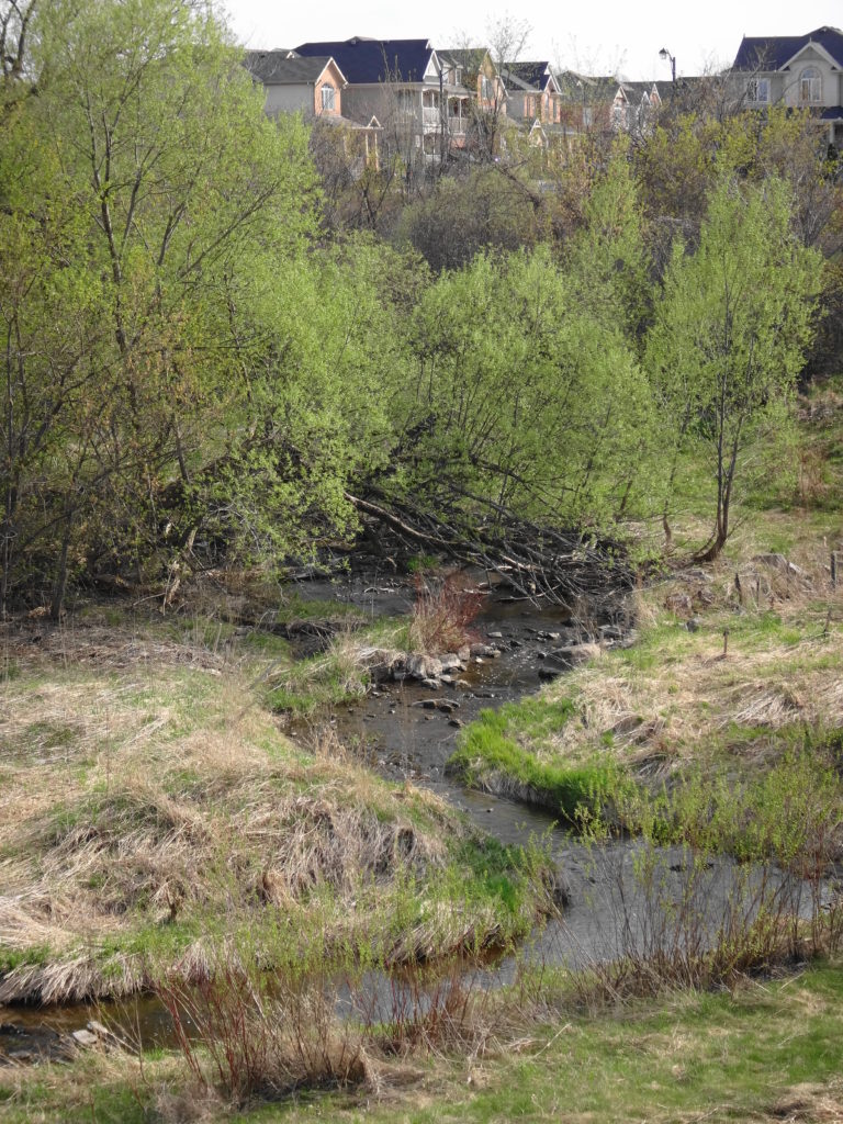 Young trees and shrubs begin to colonize lower Poole Creek.