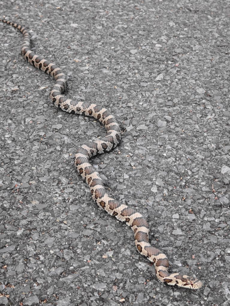 An adult milk snake warms itself on the pavement of a bicycle path.