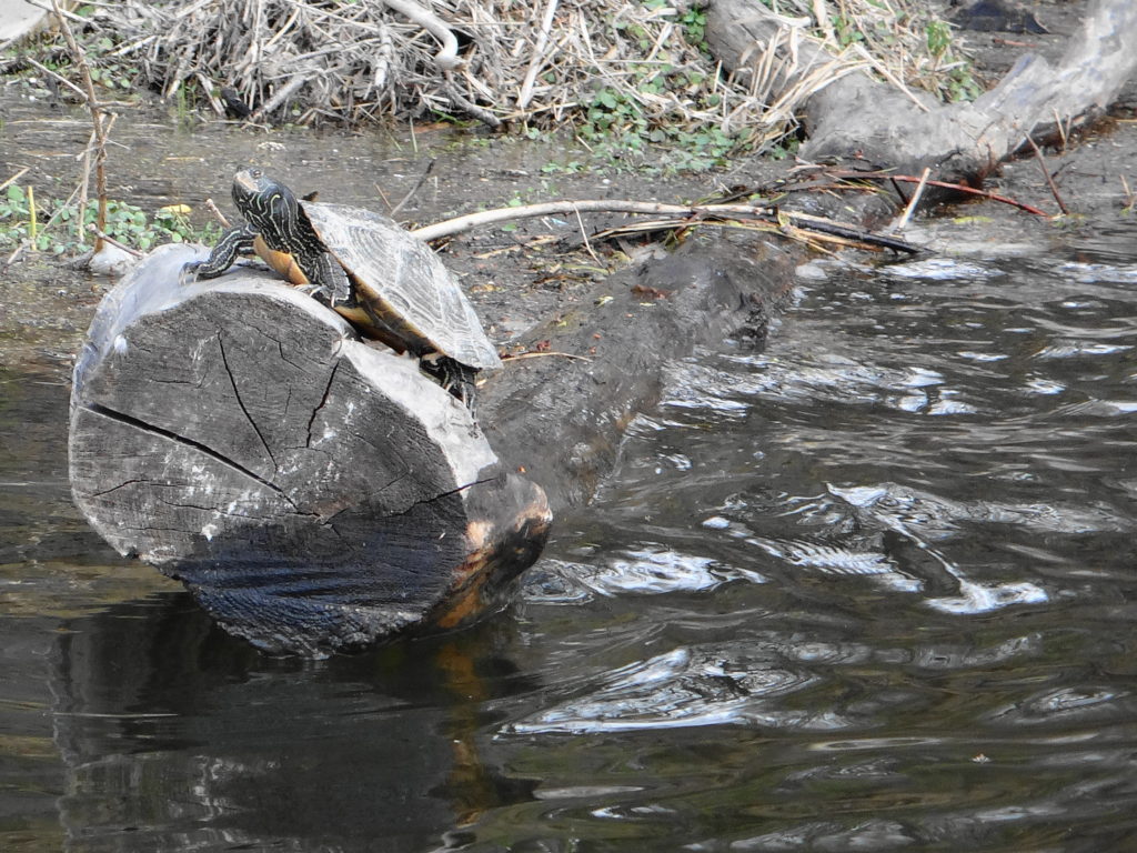 A map turtle basks on a log in the Rideau River.
