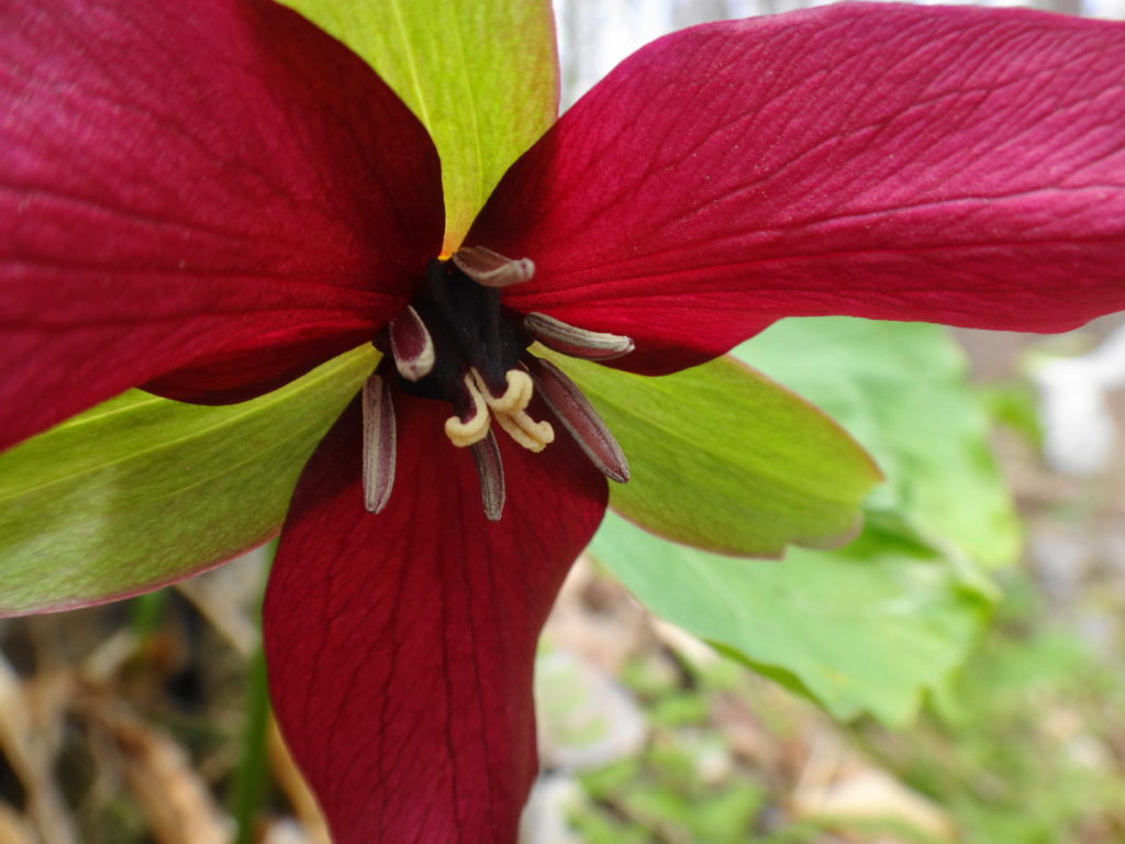 A close-up photograph of a red trillium shows the purplish petals, large sepals and stamen.