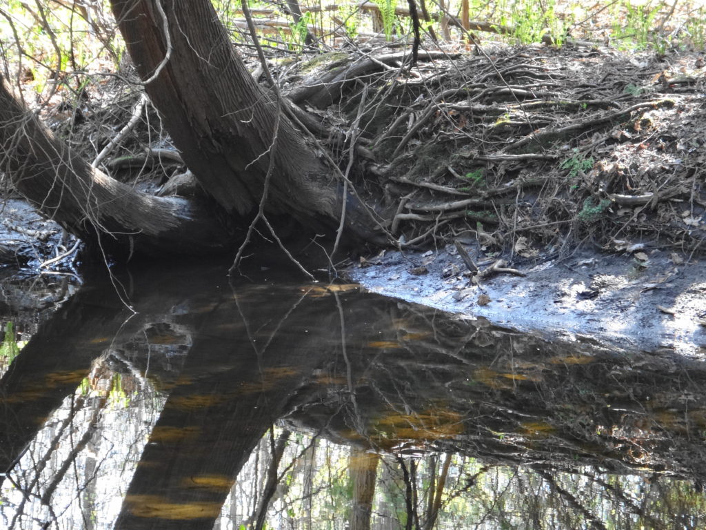 A cedar tree leans over the still surface of small creek pool.