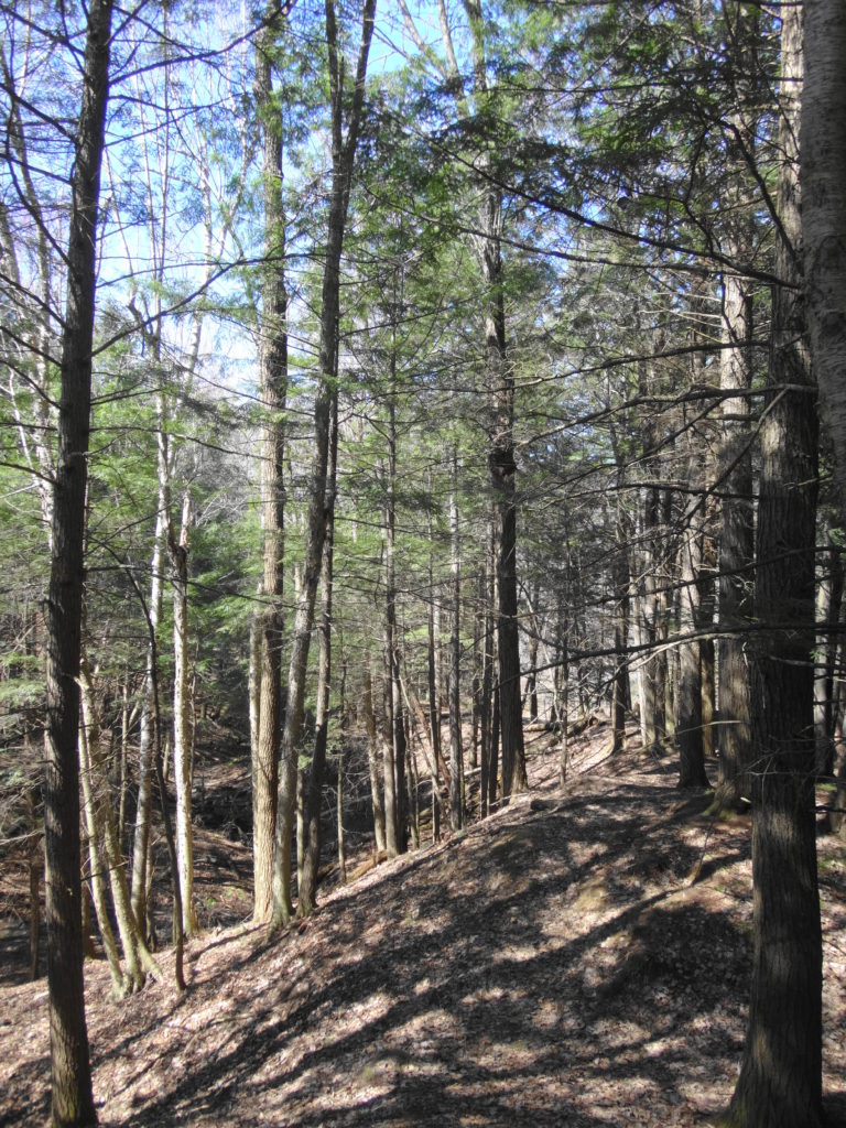 A narrow, nature trail runs along the ravine slope.