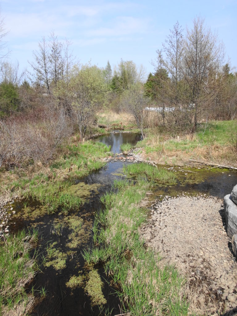 A small creek runs through an open, grassy channel, with several deeper pools.