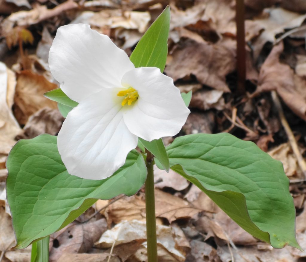 A photograph of a white trillium in full bloom at Pink Lake.