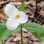 A photograph of a white trillium in full bloom at Pink Lake.