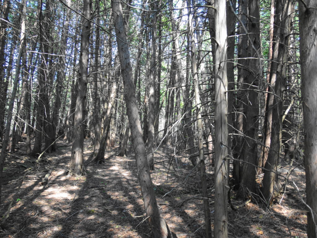 A dense stand of cedar trees shades a dry, almost bare forest floor.