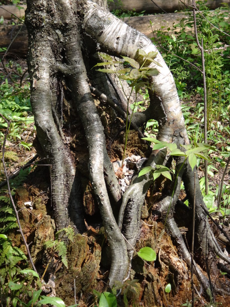 The perched roots of a birch tree still drape over the decayed stump on which it sprouted.