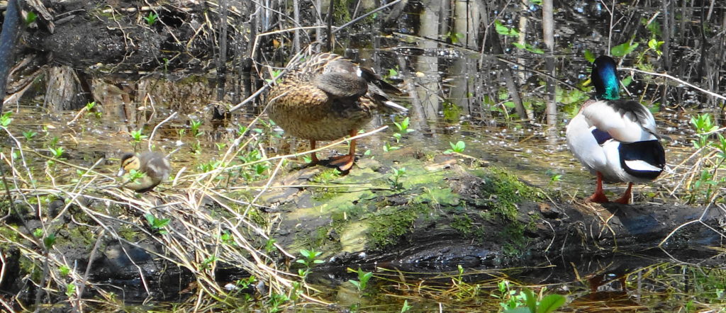 A pair of adult mallards and a chick sit on a log in the Chapman Mills West swamp.