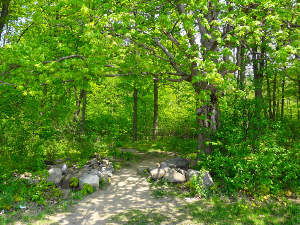 A path crosses a tumbled wall of old boulders, through a frame of trees, into the Chapman Mills Woodlot.
