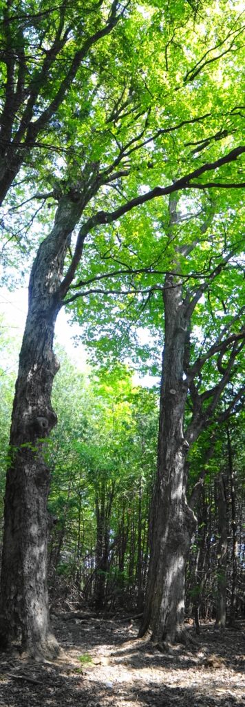 Two massive maples trees rise from the forest floor in the Chapman Mills West Woodlot.