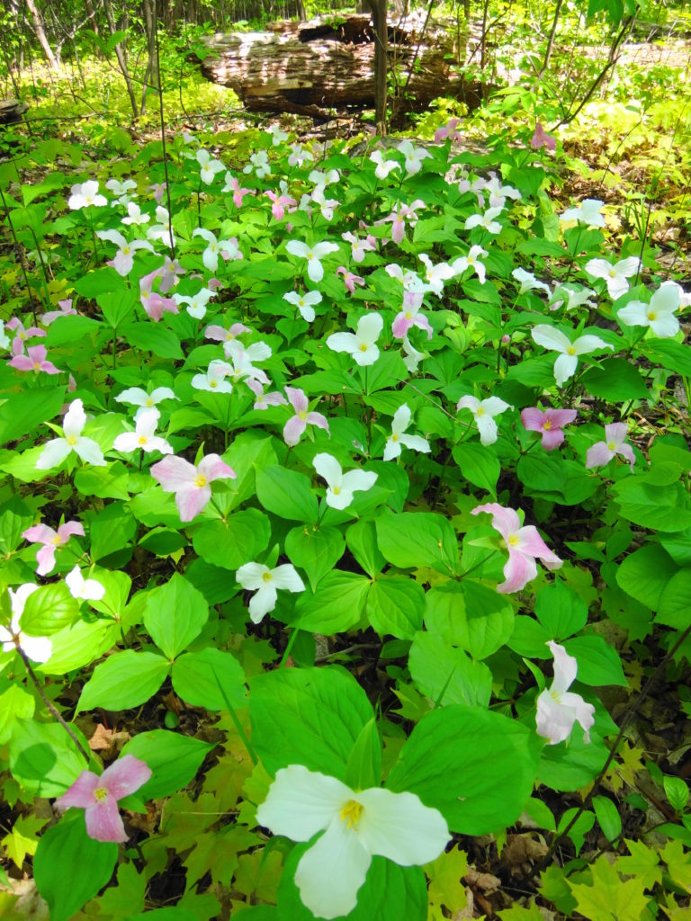 A blanket of white and painted trilliums bloom in Chapman Mills East