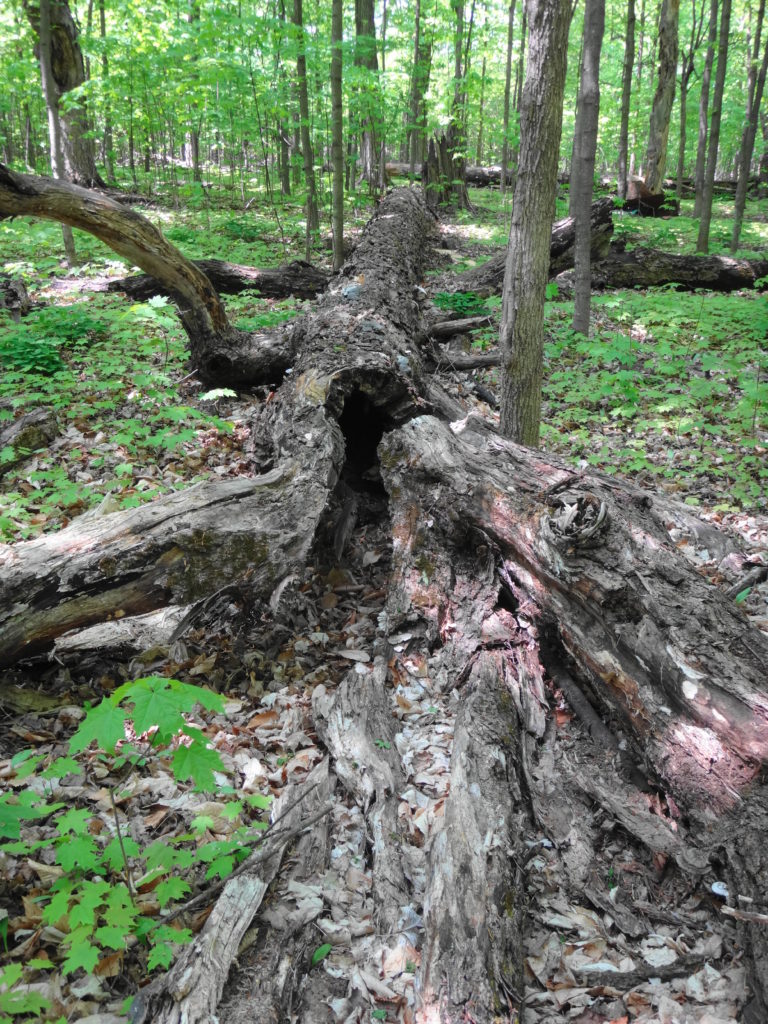 The massive trunk of a downed maple tree lies in a blanket of seedlings on the forest floor.