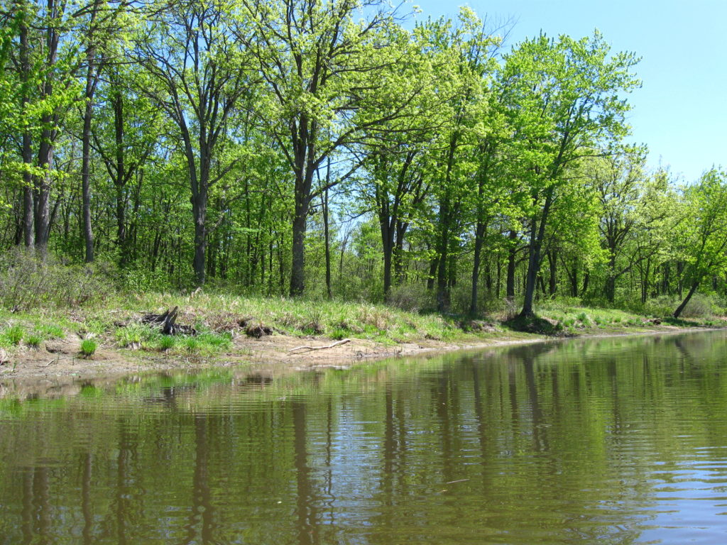 A stand of bur oak trees lines a sandy bank along Constance Creek.