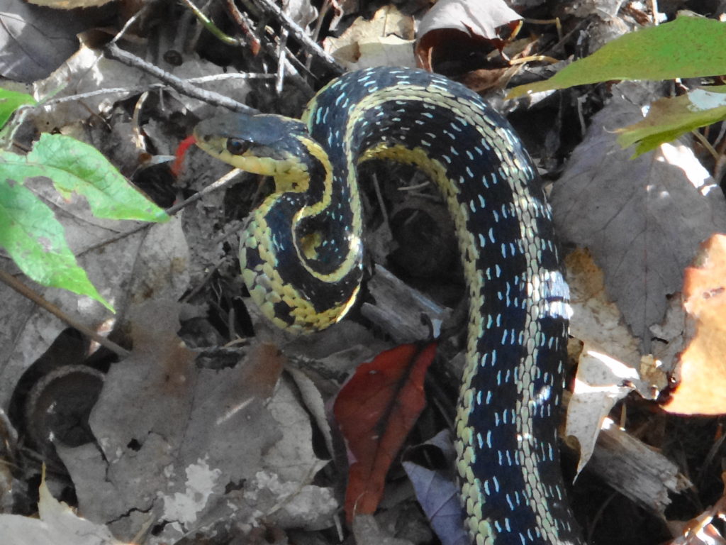A fat, glossy garter snake curls defensively on a carpet of dried leaves.