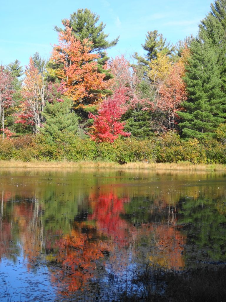 Red and gold trees reflect in a beaverpond.